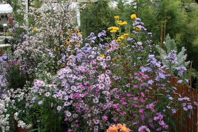 Les Asters offrent leur superbe fleurissement en automne - © J.-F. Coffin